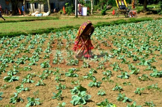 Preparation for winter vegetable markets on peak at Tripura Preparation for winter vegetable markets on peak at Tripura